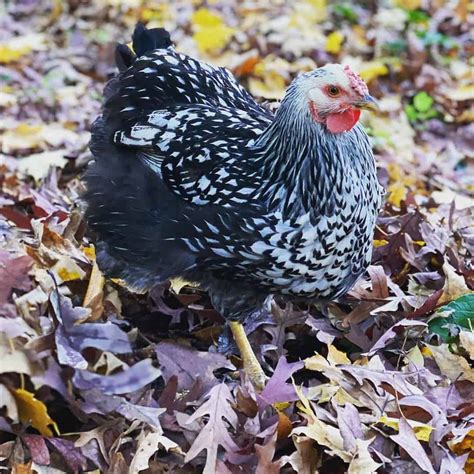 black and white chicken images