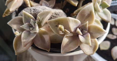 Graptopetalum Paraguayense