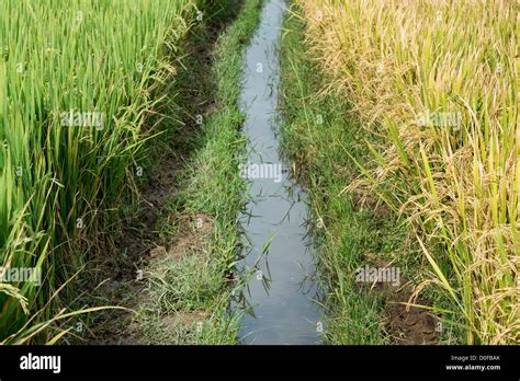 Irrigation Water Channel Through A Rice Paddy In India Stock Photo Alamy