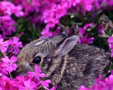 Black Rabbit With Flower Border Hd Wallpapers