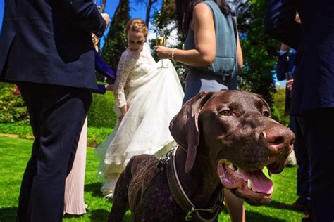 Spitze strass dekorative sommer hundekleid bequemes hund hochzeitskleid @s. Der Hund war den gesamten Hochzeitstag superlieb - auch ...