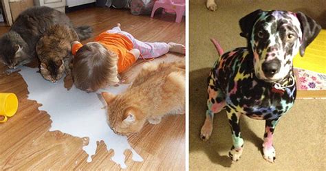 We did not find results for: 20 Reasons Why You Shouldn't Leave Your Pets With Kids