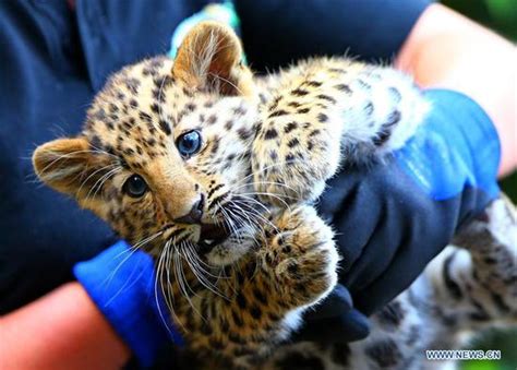Why The Amur Leopard Is Endangered Home Interior Design
