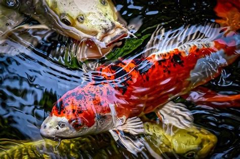 What Animals Live In A Pond Some Will Surprise You Garden Doctor