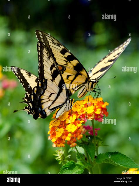 Eastern Tiger Swallowtail Butterfly Stock Photo Alamy