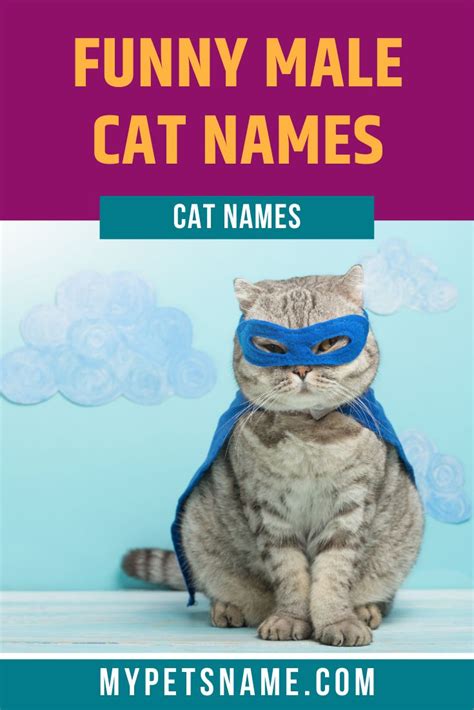 Funny Male Cat Names Funny Male Cat Names Boy Cat Names Boy Cat