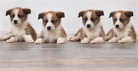 What does my pet's vaccination cover? Where To Buy A Dog Or Puppy - A Guide To Reputable Dog Sellers