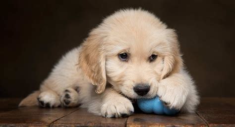 Dog Chewing Paws Why Hes Doing It And How To Stop Him