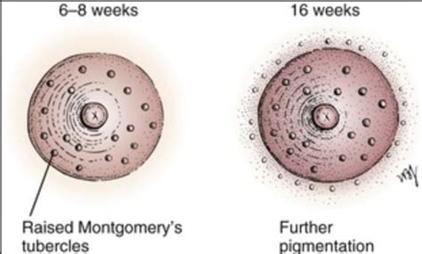 Montgomery Tubercles Areolar Glands Around Nipples At Weeks Of Pregnancy Babycentre