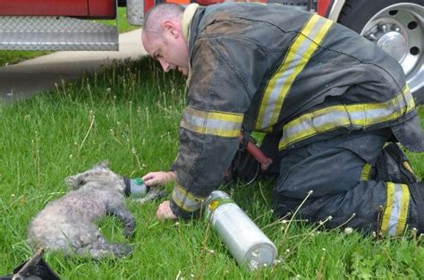 Local Firefighter Giving Oxygen To Dog Caught In House Fire Win