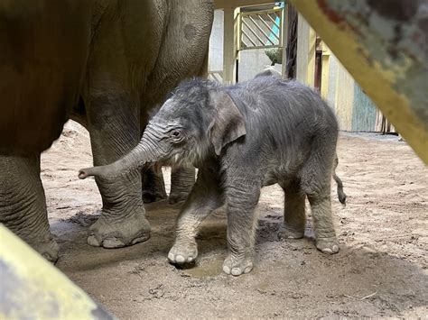 Osnabrück in der nacht von sonntag auf montag ist der erste in osnabrück gezeugte elefant zur welt gekommen. Großer Nachwuchs im Zoo Osnabrück: Erstes in Osnabrück ...