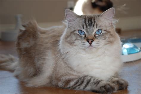 Jamie Our Handsome Seal Point Lynx Ragdoll Male Love His Blue Eyes