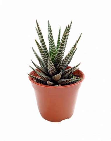 This zebra does not require much light so you can put in inside your house as well. Types of Cactus Plants and How to Take Proper Care of Your Own