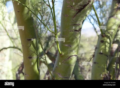 A Close Up Of The Green Bark Of A Desert Willow Tree In Arizona Stock