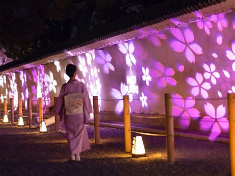 Experience Cherry Blossoms Japanese Traditional Culture At World Heritage Nijo Castle