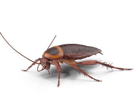 Cockroach Control Exterminator Preventive Pest Control