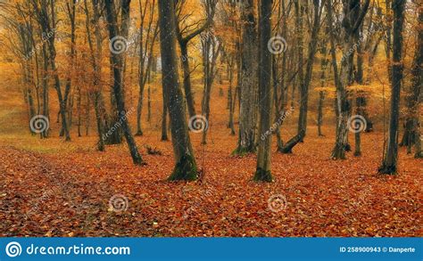 Forest In Autumn Stock Image Image Of Trees Autumn 258900943