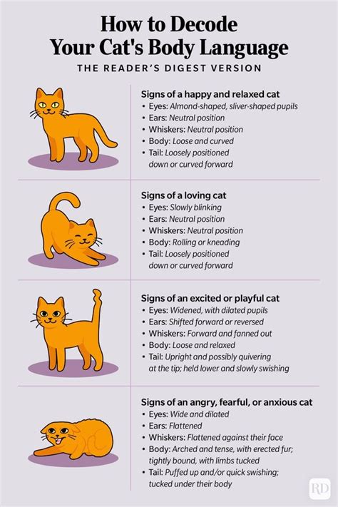 Cat Body Language How To Decode Your Cats Body Language Trusted