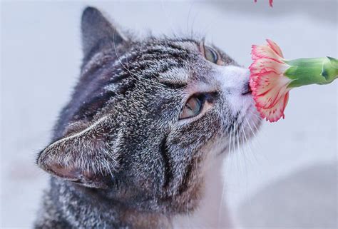 Cat Smelling Flower Photograph By Preus Photography Fine Art America