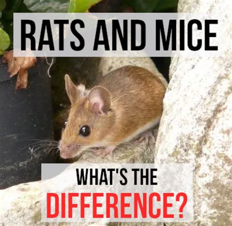Whats The Difference Between A Rat And A Mouse Owlcation