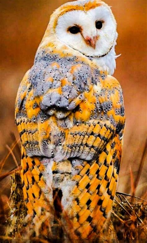 Barn Owl Bébés Chouettes Les Plus Beaux Oiseaux Jolis Oiseaux Les