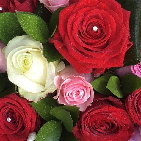 24 Red Pink And White Roses Buy Valentines Day Flowers Online