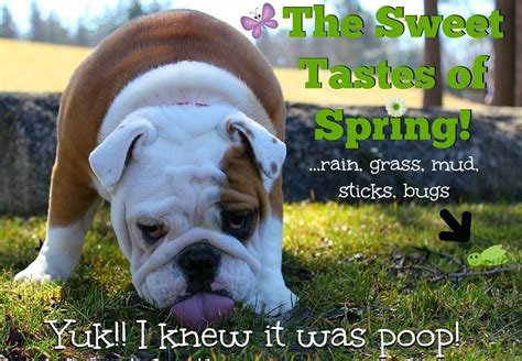 Spring Has Sprung 💐🌸 🌹🌻🌺 Bulldog Funny English Bulldog Funny