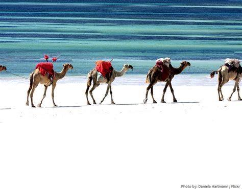 Some simple camel crafts to do with kids. Interesting facts about Somalia | Just Fun Facts