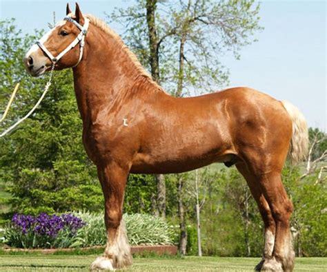 North American Belgian Draft Horse Stallion Jubilee Statler It Is The