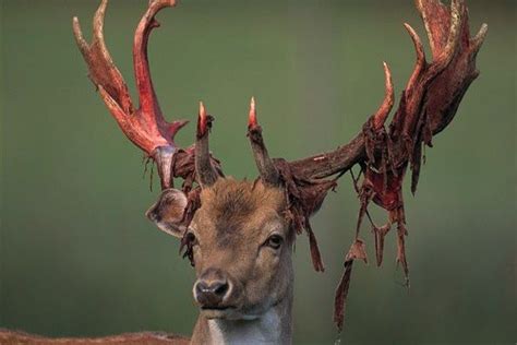 10 Amazing Photos Of Bucks Shedding Their Velvet Deer Animal Games