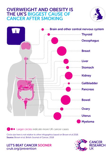 How Being Overweight Causes Cancer Cancer Research Uk