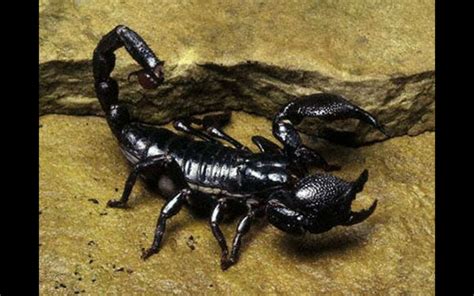 Are there scorpions in colorado. Meet Our Animals: Emperor Scorpion