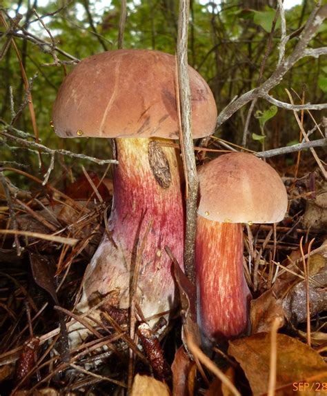 Boletus Oliveisporus The Ultimate Mushroom Guide