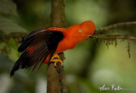 Andean Cock Of The Rock Birds Of Southern Peru Bird Images From
