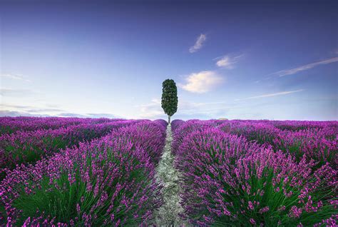 Lavender Fields And Cypress Tree Tuscany Photograph By Stefano