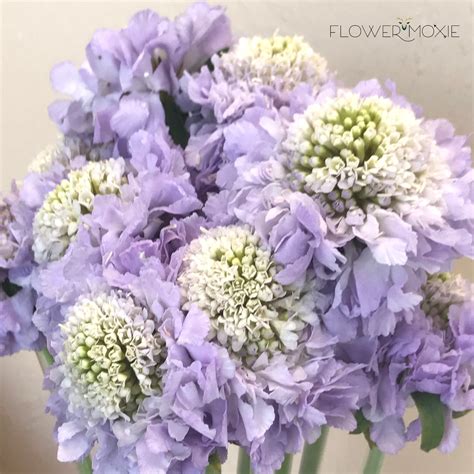 Scabiosa Wedding Flowers Diy Wedding Flowers Flower Moxie