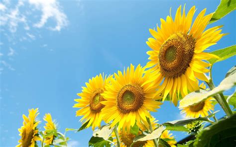 Backgrounds Desktop Colorful Backgrounds Wallpapers Sunflower