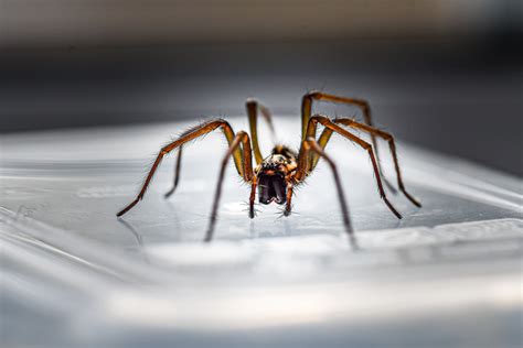 Which British Spiders Do You Need To Be Wary Of In Your Home Soldcouk