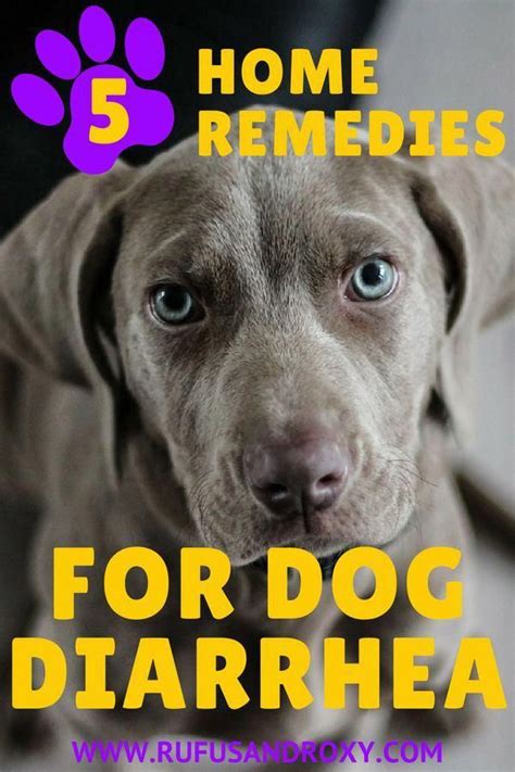 5 Best Dog Diarrhea Home Remedies Dogs Dog Hacks Dog Care Tips
