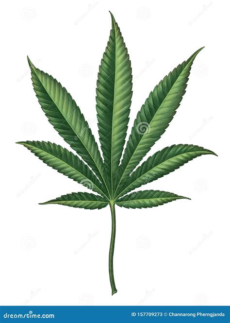 Cannabis Indica Leaf Hand Draw Vintage Engraving Style Clip Art