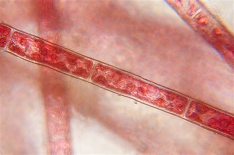 Filamentous Red Alga 3 Of 3 A Close Look At The Cells In Flickr