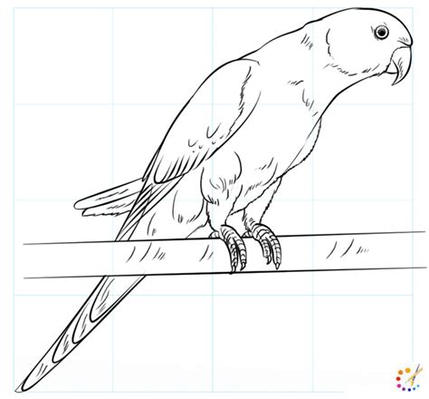 How To Draw A Parrot Step By Step For Kids And Beginners
