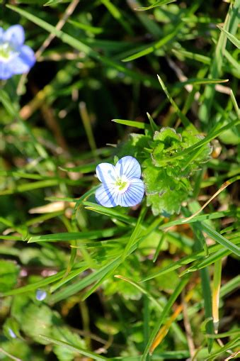 Little Blue Flower Stock Photo Download Image Now Beauty Blossom
