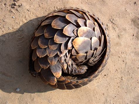 Wildlife Of The World Pangolin Animal Facts And Images 2013