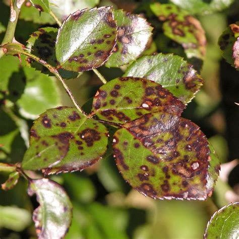 One Of The Most Common Rose Diseases Black Spot Is Very Time Consuming To Deal With Here S