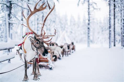 Lapland Reindeer Safari From Rovaniemi Rovaniemi Project Expedition
