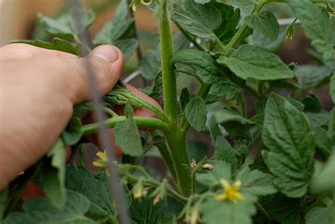 Reasons to prune plants include deadwood removal, shaping (by controlling or redirecting growth), improving or sustaining health, reducing risk from falling branches, preparing nursery specimens for transplanting, and both harvesting and increasing th. tend: pruning tomatoes