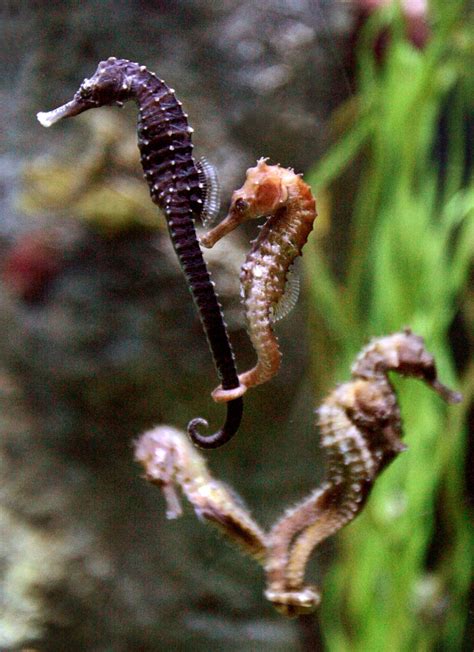 A Tiny New Seahorse Species Captured On Camera The National Interest