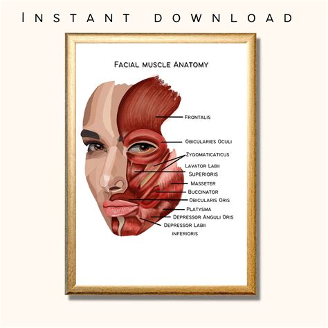 Facial Muscle Anatomy Poster Digital Print Anatomy A A A Etsy Uk