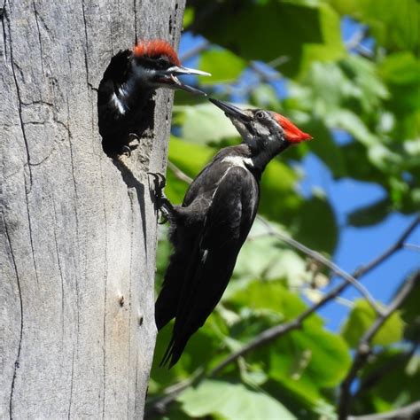 Pileated Woodpecker Birds Of Nebraska Online